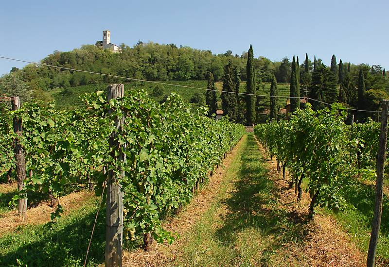 Colli Friuli Venezia Giulia