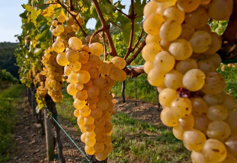 Friuli