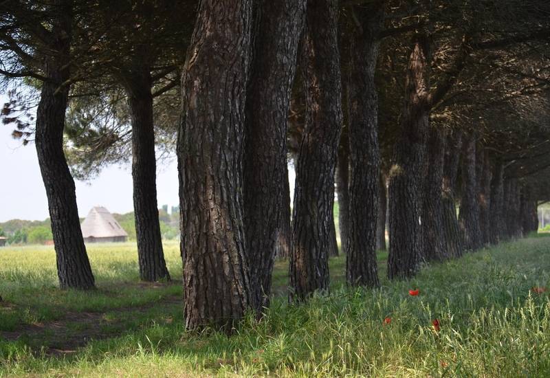 Pineta